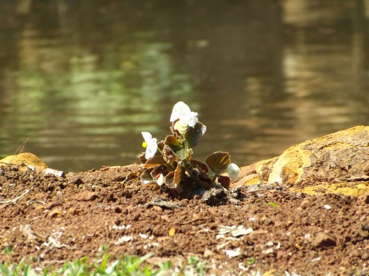 flor