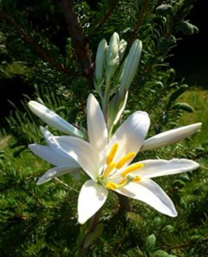 Lilium candidum
