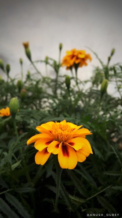 papéis de parede petal, flowers