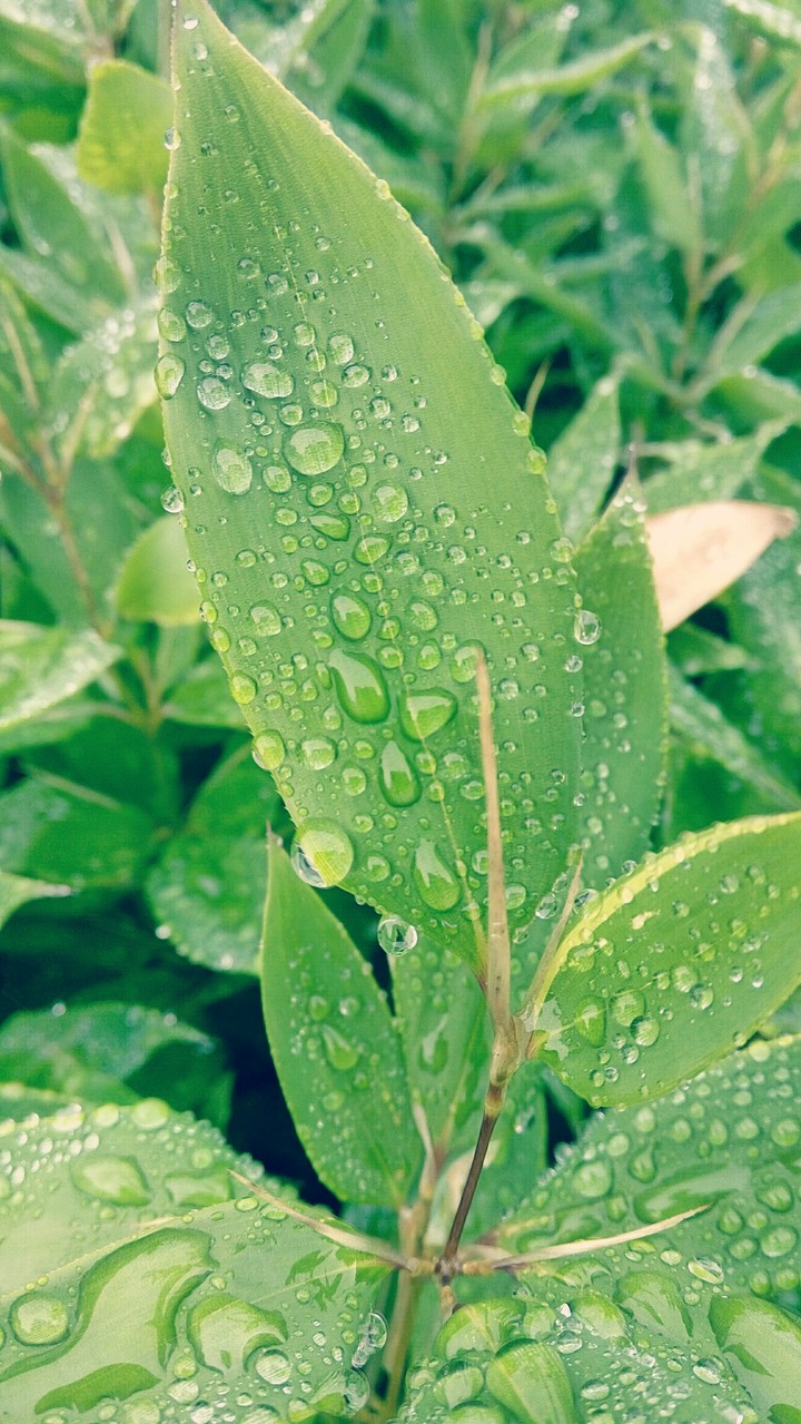 leaves
