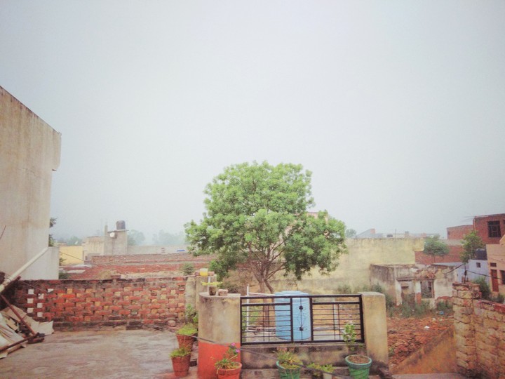 Nature,Tree, Village