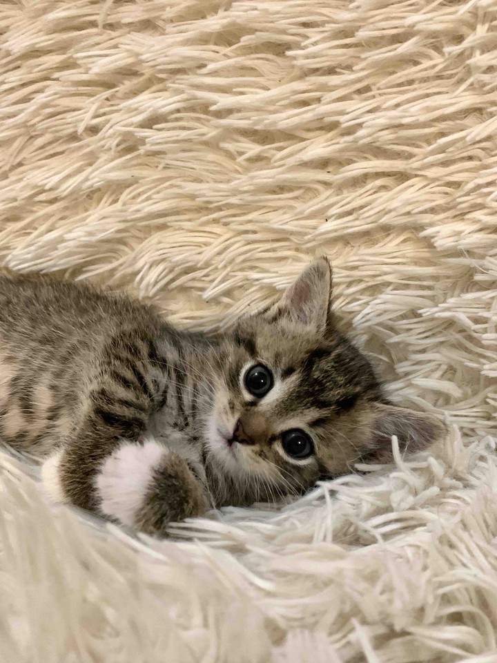 котёнок