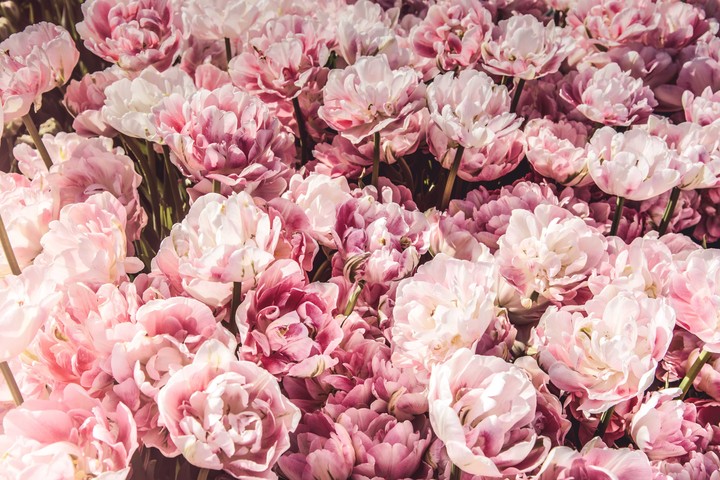 pink flowers