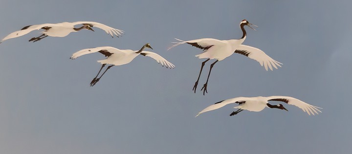 Vögel