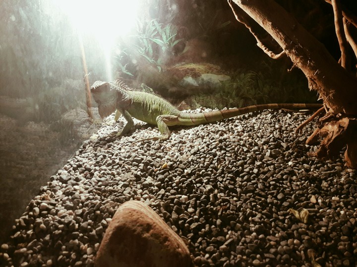 #iguana