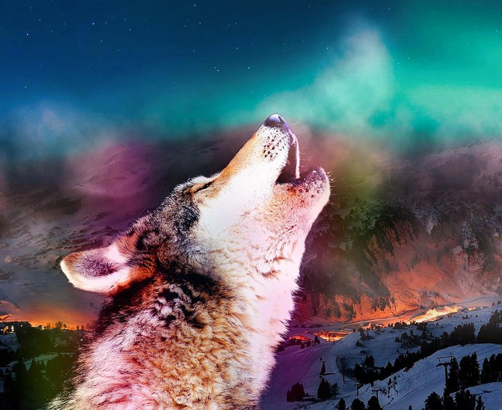 Wolf