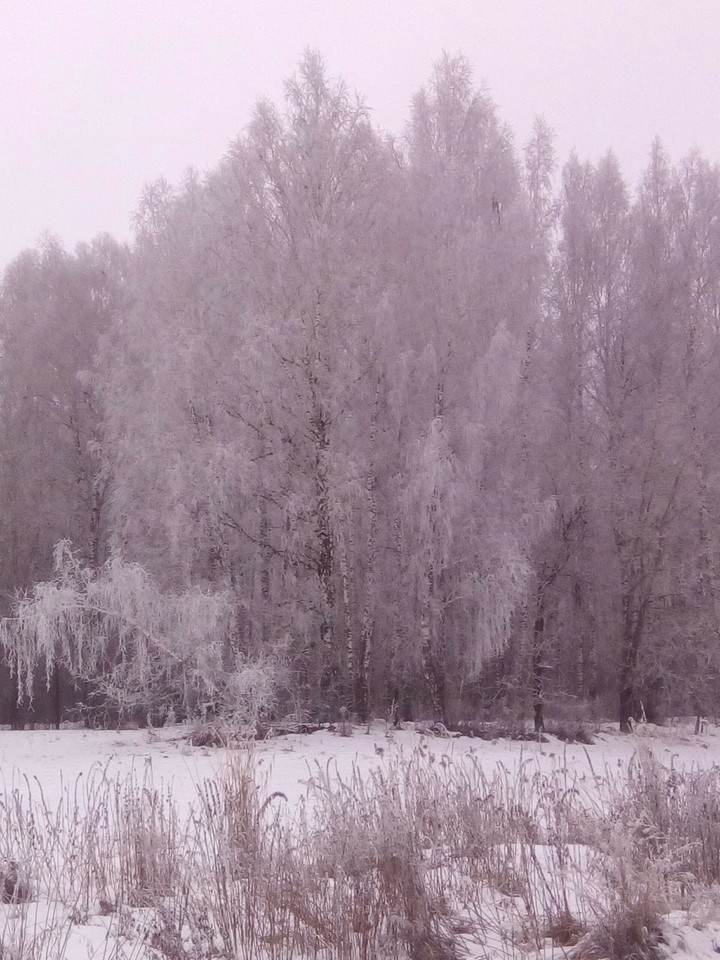 Зимний лес, Тюмень, Россия/Winter Forest, Tyumen, Russia