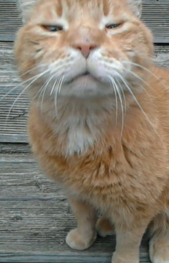 Katze