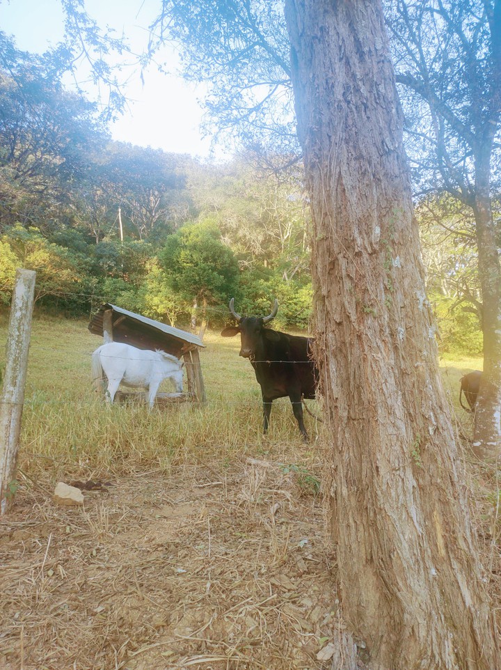 animal
