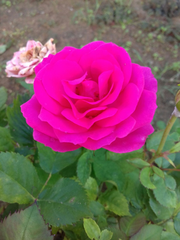 pink rose