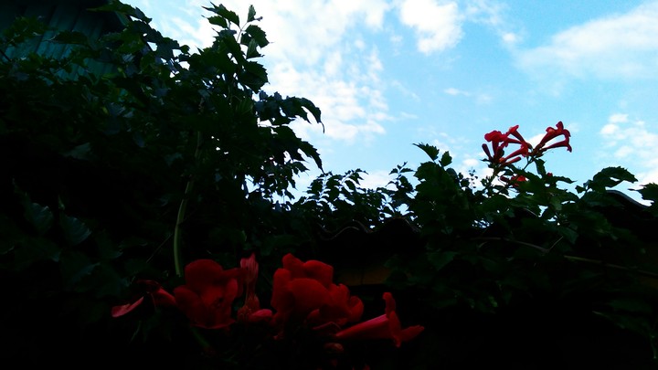 Flowers in the sky