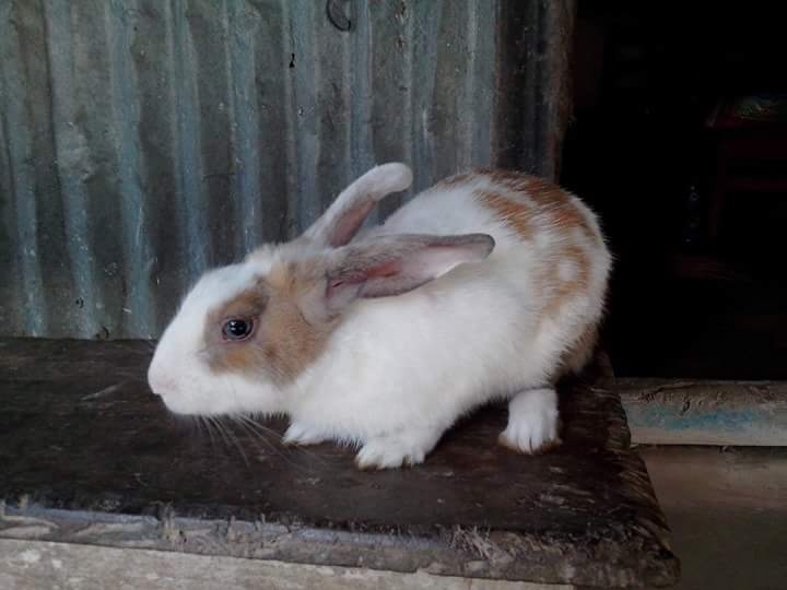 rabbit
