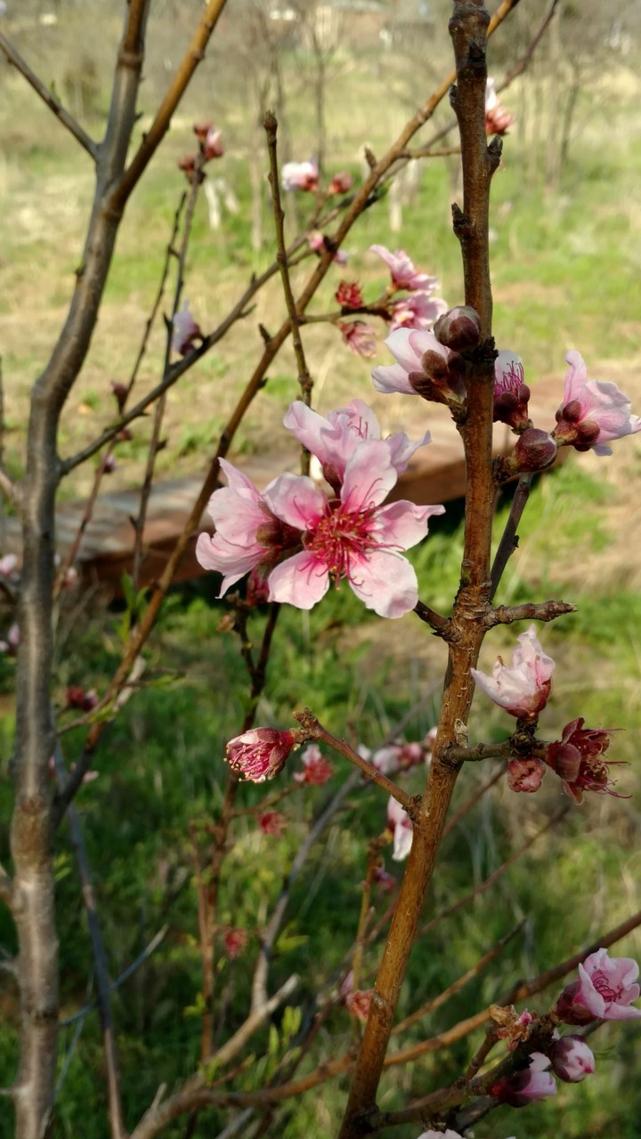 Spring Perch Blossoms near my tiny bridge