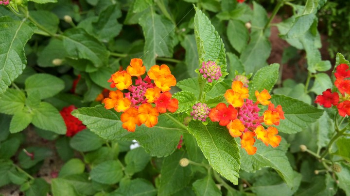 Flowers