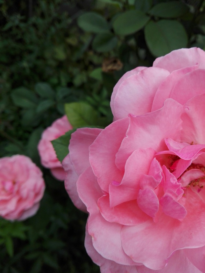 rose 4