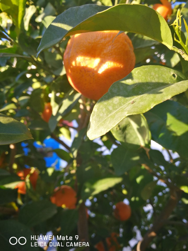 mate9
