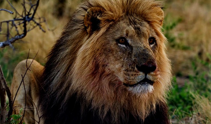 lion