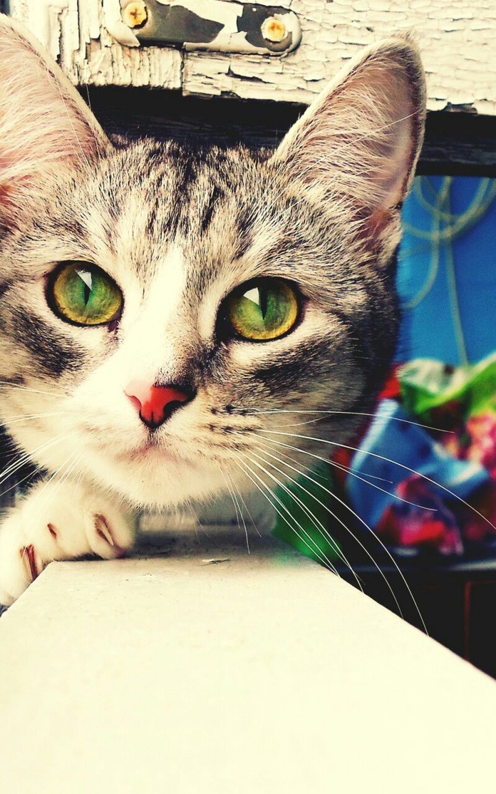 Cat with green eyes