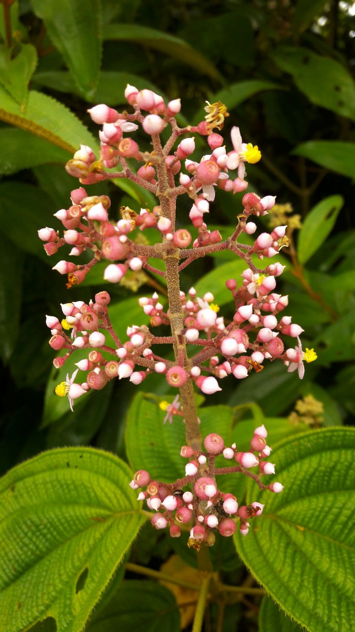 Pink Plant