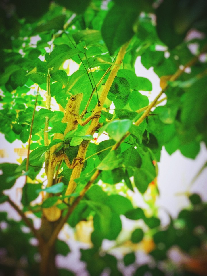lizard