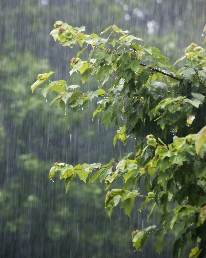 rain