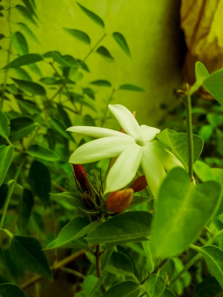 GREEN WORLD