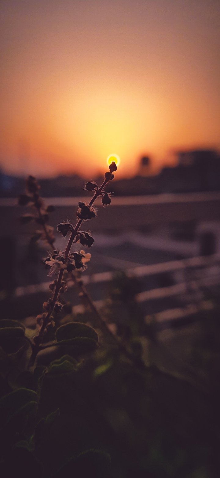 Sun bud