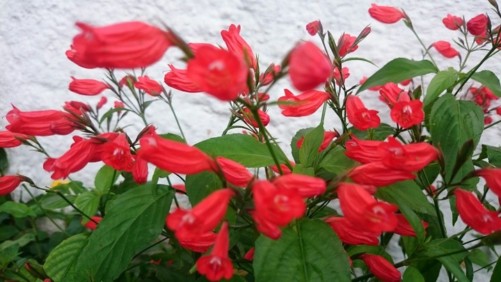 flor de primavera