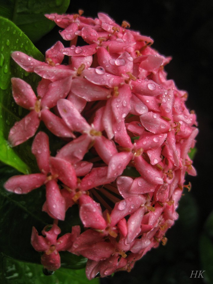 drops