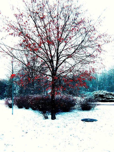 Odd winter tree