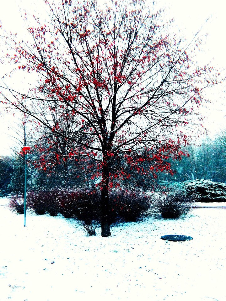 Odd winter tree