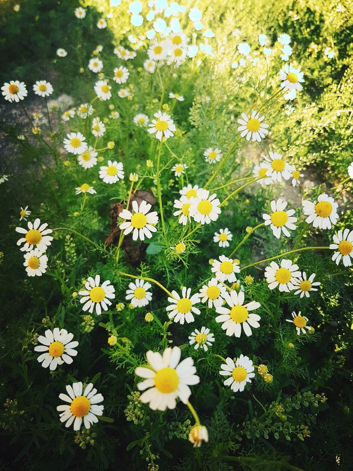 Daisy - Spring