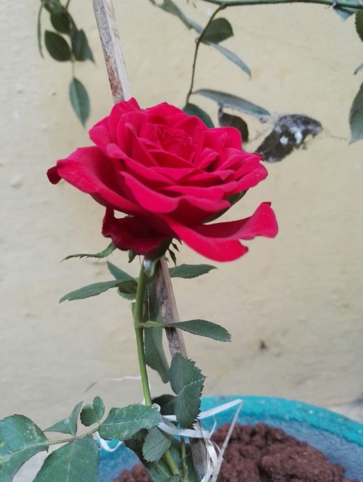 Red rose