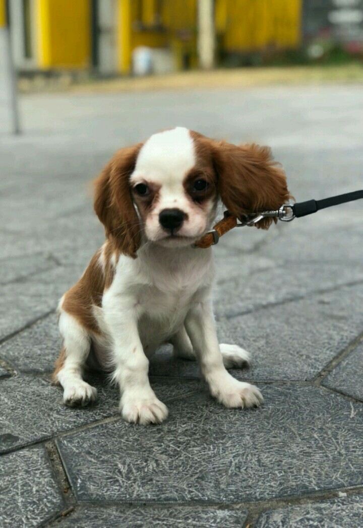 mon cavalier king charles spaniels !