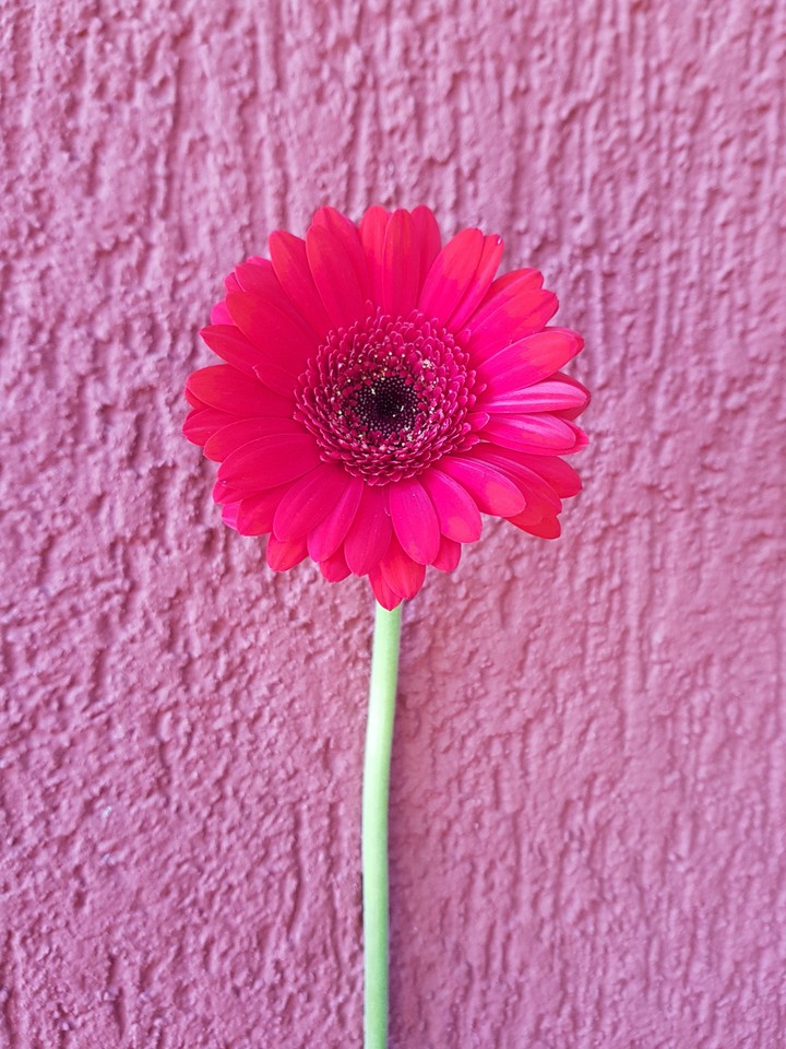 amazing flower