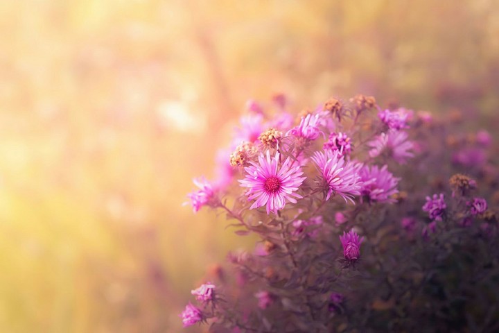 pink flowers