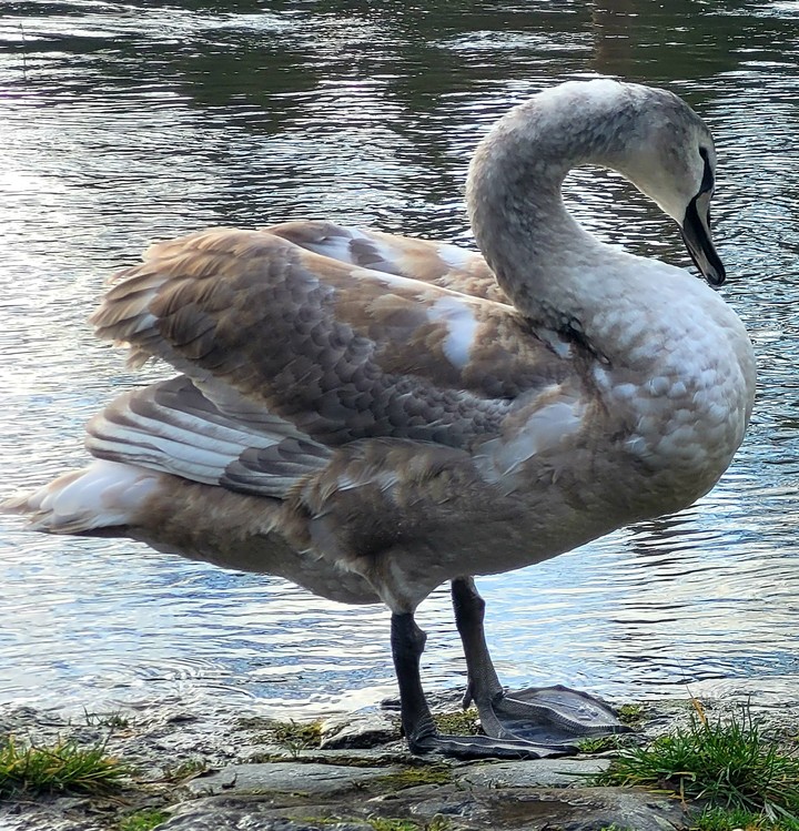 Jungschwan
