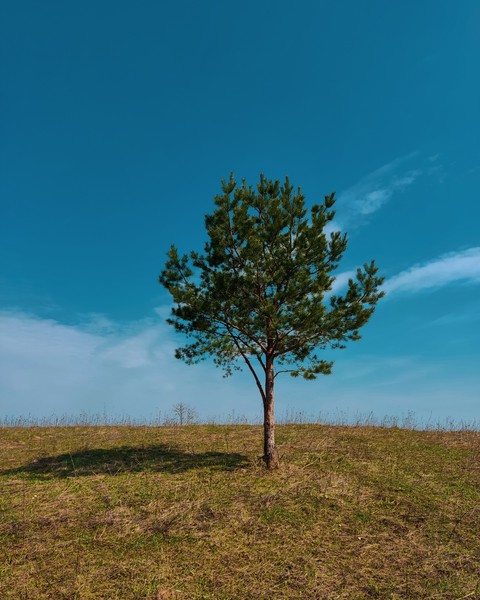 papéis de parede twig, sky