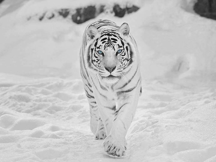 tigre bianca!!!