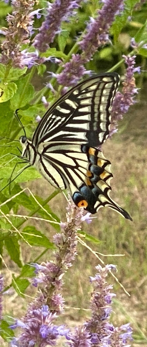 sfondi plant, butterfly