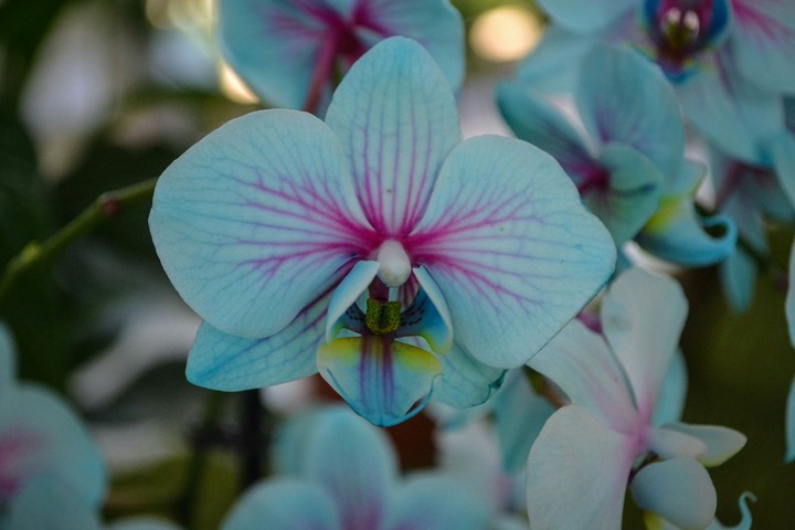 Blue orchid