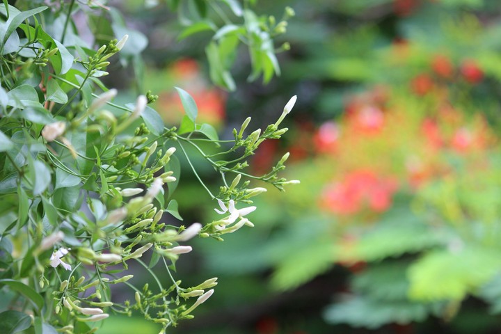 #jasmine #coolbreeze