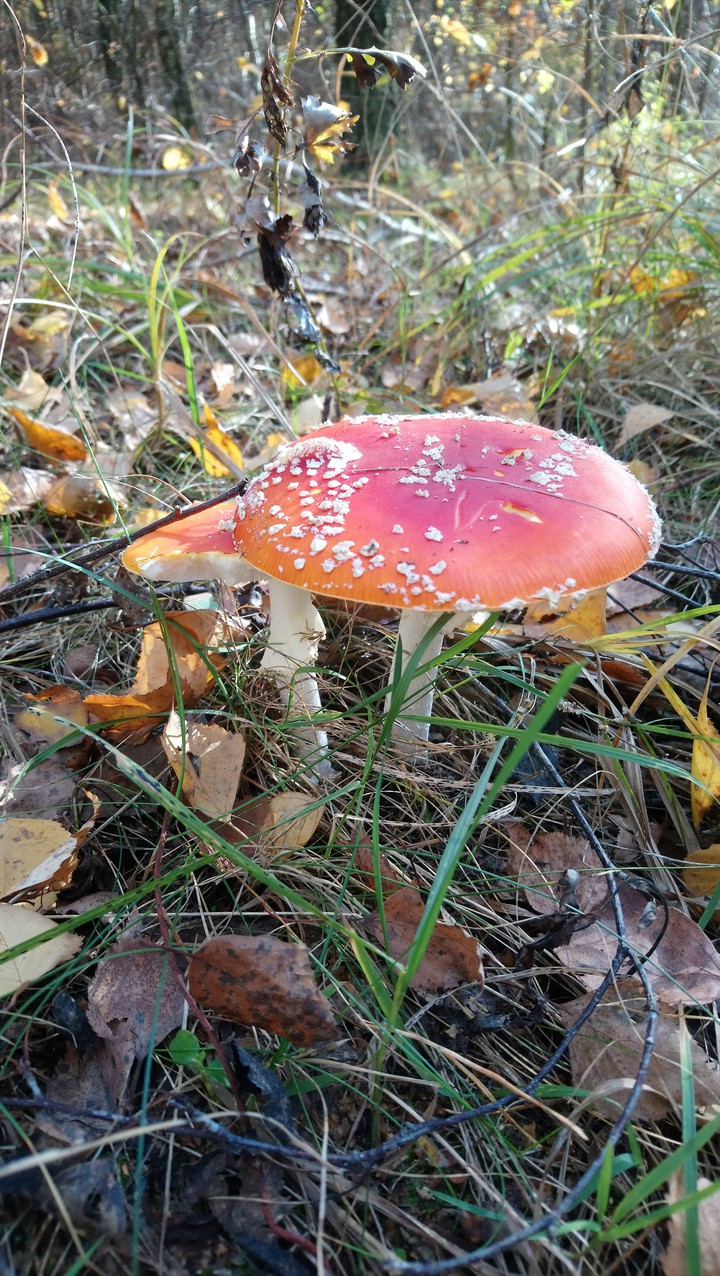 In the forest