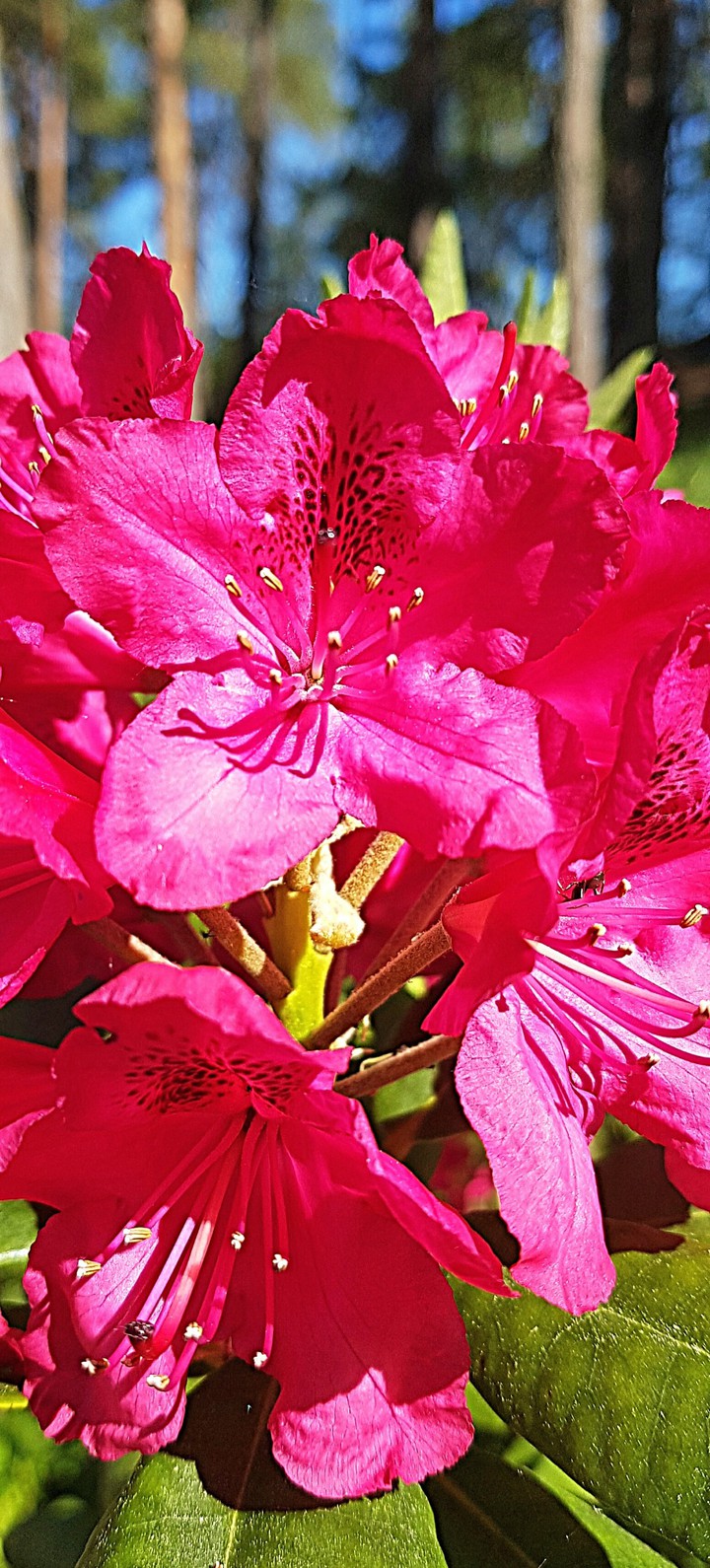 Pink Pink Pink