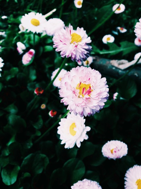daisy