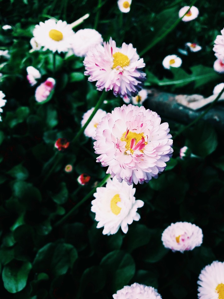 daisy