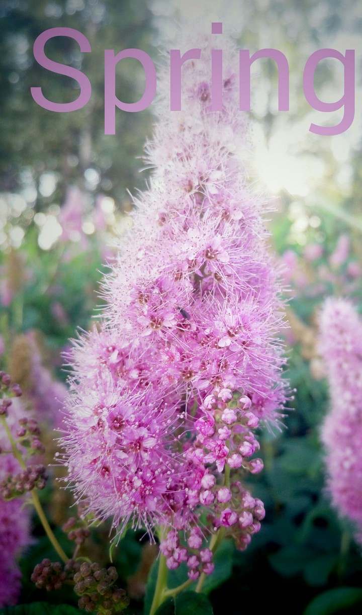Spring