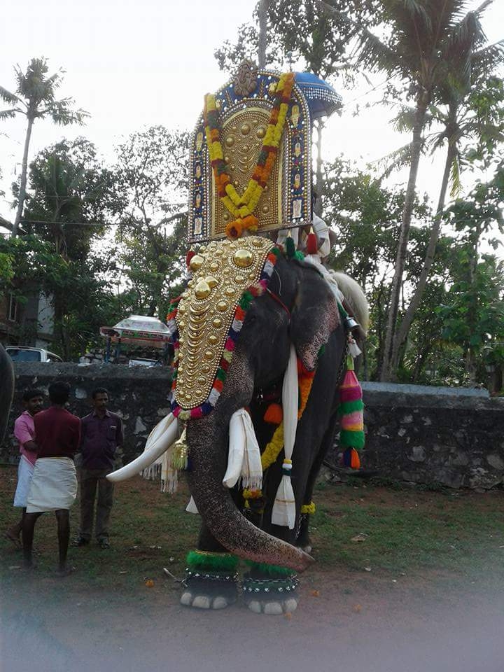 Kerala beautiful Elephant