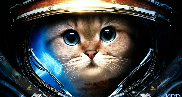 Cute Cat