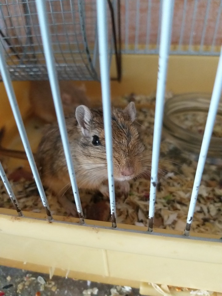 песчанка